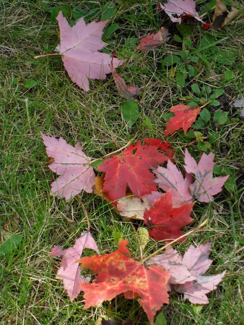 Fall Has Arrived On Green Lake fall has arrived