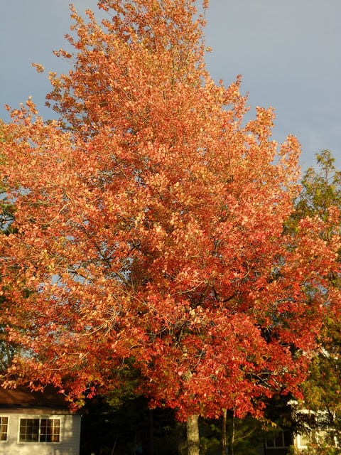 Fall Has Arrived On Green Lake fall has arrived