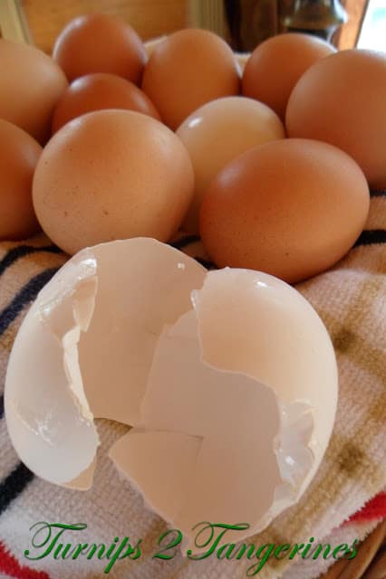 Farm Fresh Eggs vs Store Eggs