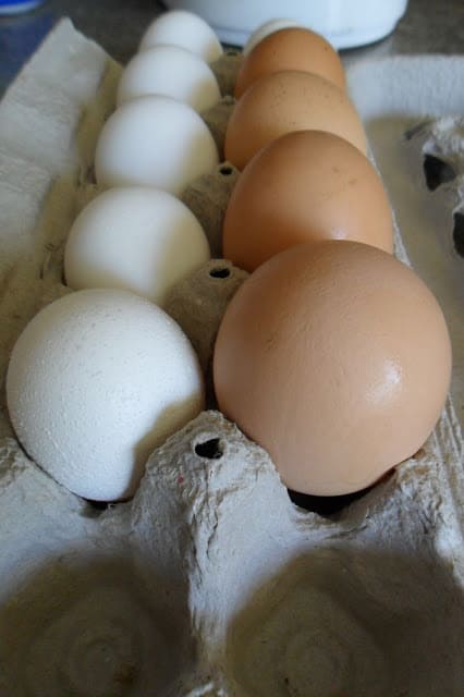 Farm Fresh Eggs vs Store Eggs