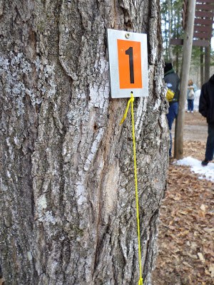 It's Maple Syrup Time at Bear Paw Scout Camp