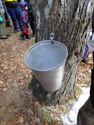It's Maple Syrup Time at Bear Paw Scout Camp maple