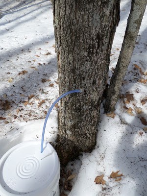 It's Maple Syrup Time at Bear Paw Scout Camp