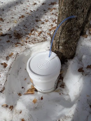 It's Maple Syrup Time at Bear Paw Scout Camp maple