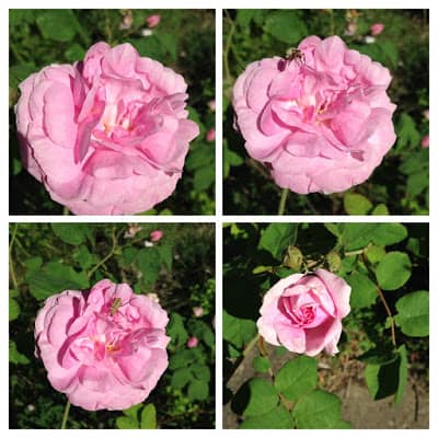 Roses rose petal