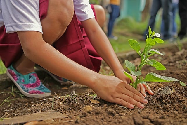 eco-gardening 
