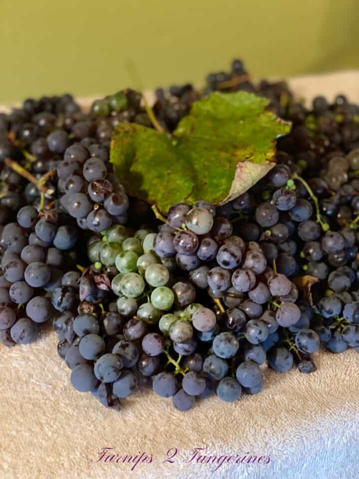 fresh blueberry 